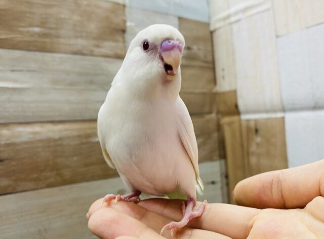 最新画像有り☆とっても可愛い天使ちゃんが舞い降りた！！セキセイインコのアルビノ！