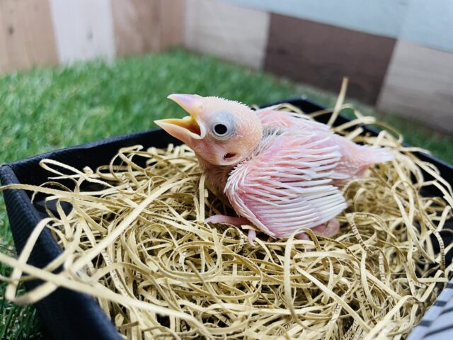 やってきました‼️大人気真っ白さんの白文鳥‼️