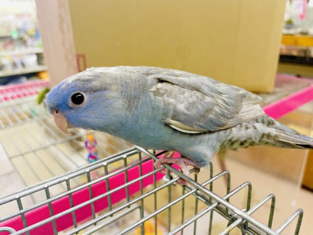 1人餌❣️最新画像になりますよ🫧🫧🫧サイダーみたいにもっと弾けちゃってもいいよね🫧🫧🫧　サザナミインコ　モーブスパングル