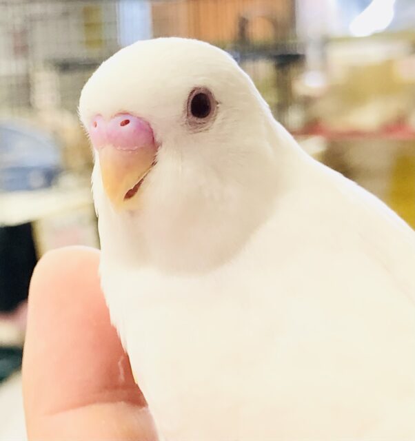 白く輝くカラー　セキセイインコ　R５　８／２撮影