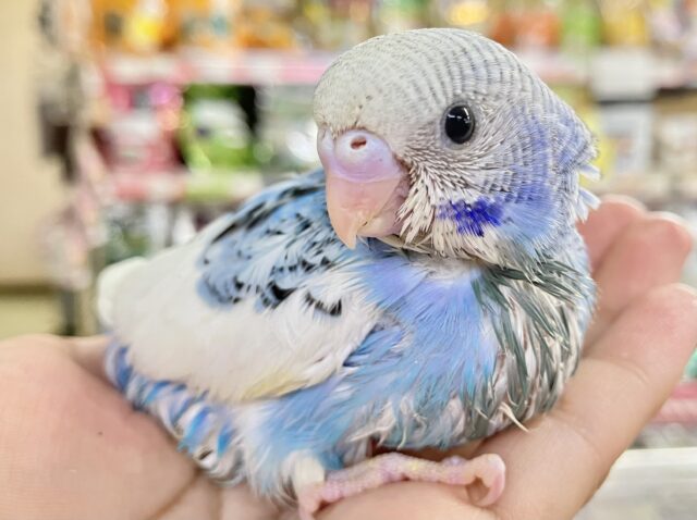 空色な姿にキュン💙セキセイインコ(ブルーパイド)2023年7月生まれ