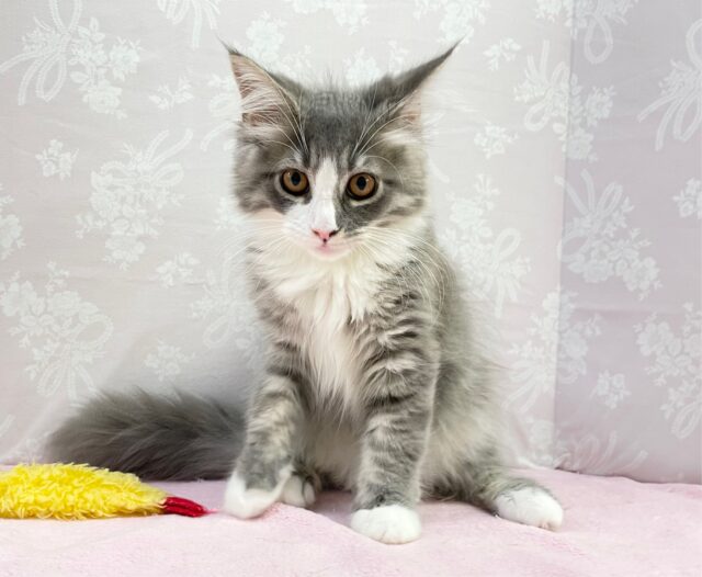 最新画像！ 活発ちゃん！ サイベリアン（ブルータビー＆ホワイト）女の子♪ 2023年4月23日生まれ！