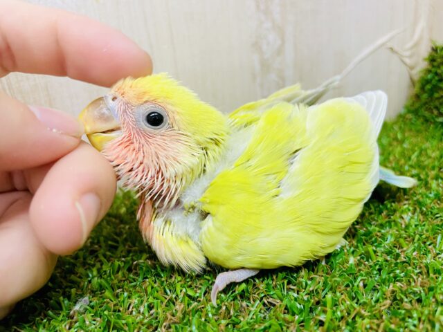 気づかないフリしてカッコつけてみたり〜〜〜😋　コザクラインコ　ゴールデンチェリー