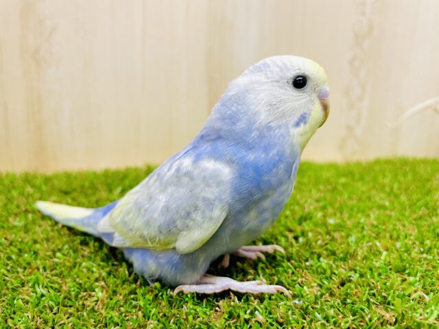 最新画像になりますよ⭐️たまや〜🎇夜空に広がる花火セキセイ❣️🌠✨　セキセイインコ　イエローフェイスパステルレインボースパングル　