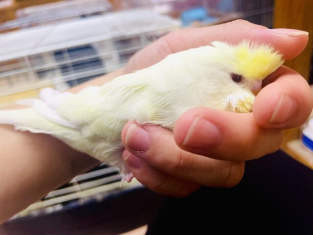 最新画像になりますよ⭐️どでーーーん。クリーミーさでなめらかに〜なジャンボさん❣️ ジャンボセキセイインコ　クリームルチノー