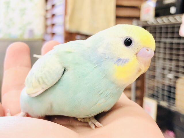 少しむちむち？パステル系セキちゃん　セキセイインコ　R５　８／１２撮影
