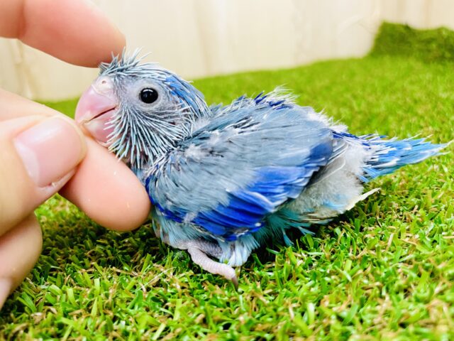 大人気⭐️ブルーベリーおまめるりは登場だよっ🫐　マメルリハ　ブルー　男の子