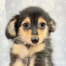 最新画像！ 遊びたい!!  ポメラニアン×ミニチュアダックス（ブラックタン＆ホワイト）男の子 2023年5月5日生まれ ！