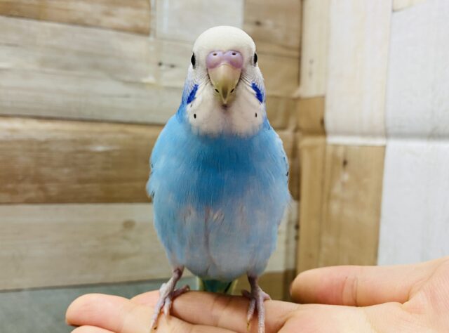 最新画像有り☆明るいブルーが夏っぽい！！セキセイインコのオパーリン！
