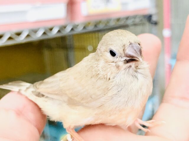 ムチムチキンカちゃん　キンカチョウ　Ｒ５　８／１撮影