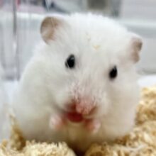 ✨️最新画像あります✨️白い子ブタさん？🐷 長毛ハムスター🤍2022年9月生まれ