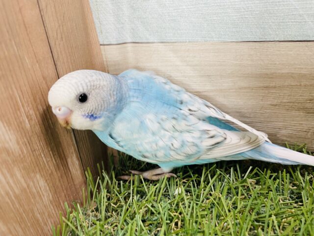 最新画像あります☆青空のような綺麗なコ！セキセイインコのスパングル！