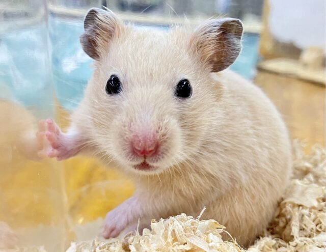 のんびりさん🥱𓈒𓏸 キンクマハムスター 男の子 2023年 7月生まれ