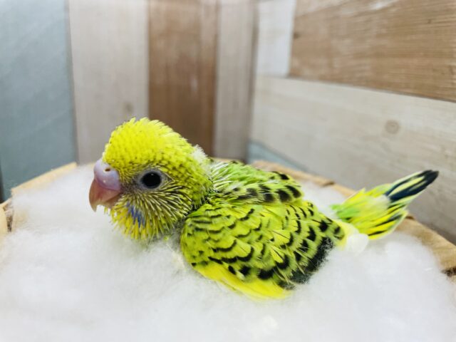 可愛い姿がたくさん見られそうなコ！！セキセイインコのオパーリン！