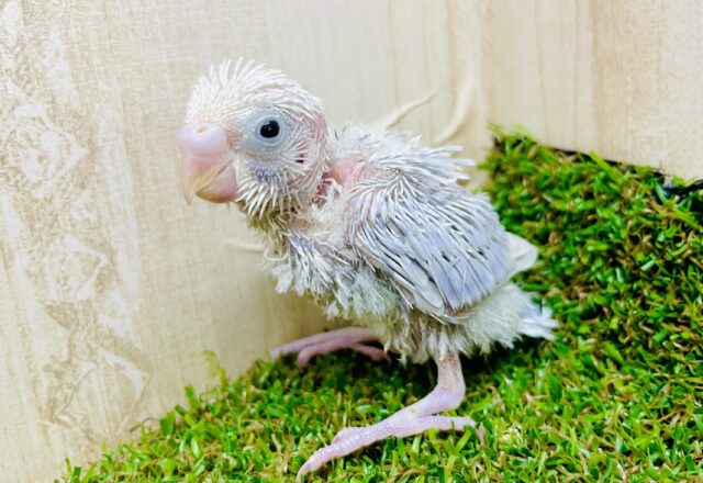 上げなあげなゲイン！はちゃめちゃに楽しんじゃうよ🎵　セキセイインコ　らいらっく