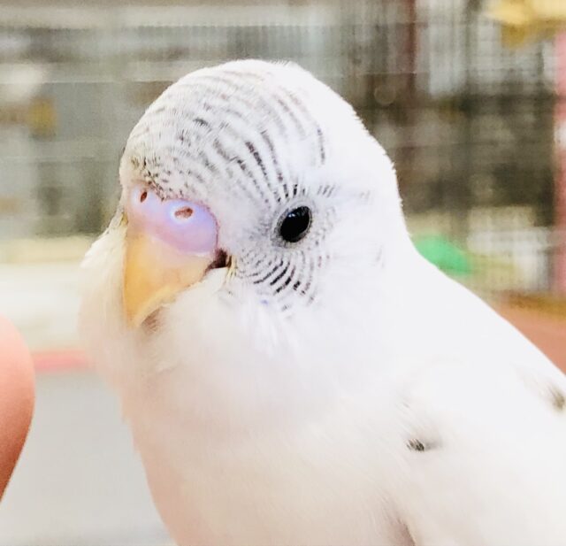 久々に入舎カラー　セキセイインコ　R５　８／２撮影