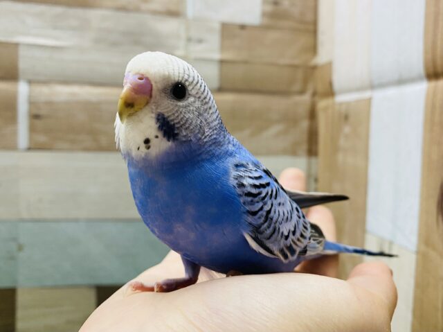 最新画像有り！パキッとカッコいい定番カラー💙セキセイインコオパーリン！