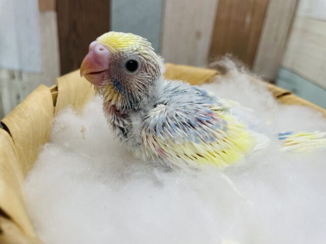 羽が揃うのが楽しみなヒナさんです！セキセイインコのパステルレインボーパイド！