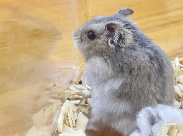 ちょこまか元気いっぱい！✨️ サファイアブルーハムスター 2023年6月生まれ