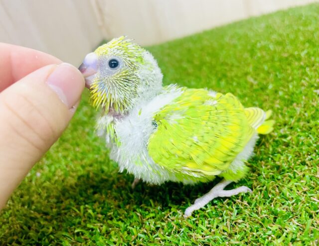 底抜けのポジティブ着こなして〜👗　セキセイインコ　スパングル