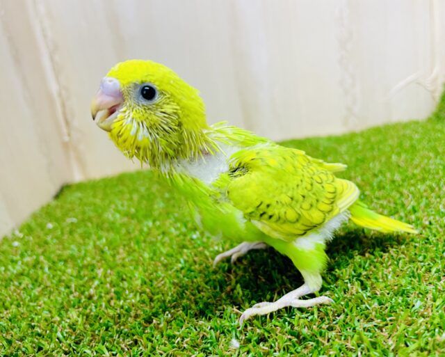 🎵楽しんだもん勝ち🎵幸せのエッセンスに！　セキセイインコ　スパングル