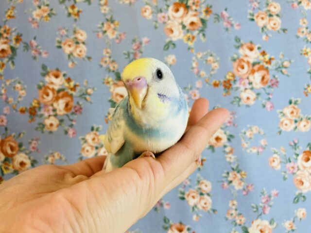最新画像🌟とってもかわいいクリームソーダカラー🫧手乗りセキセイインコ(スカイブルー)✨