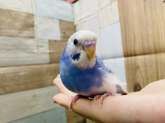 最新画像有り！水色×白🤍💙涼しさを感じられます！セキセイインコ（パイド）