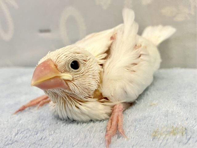 キュートな純白！白文鳥‎🤍2023年 8月生まれ