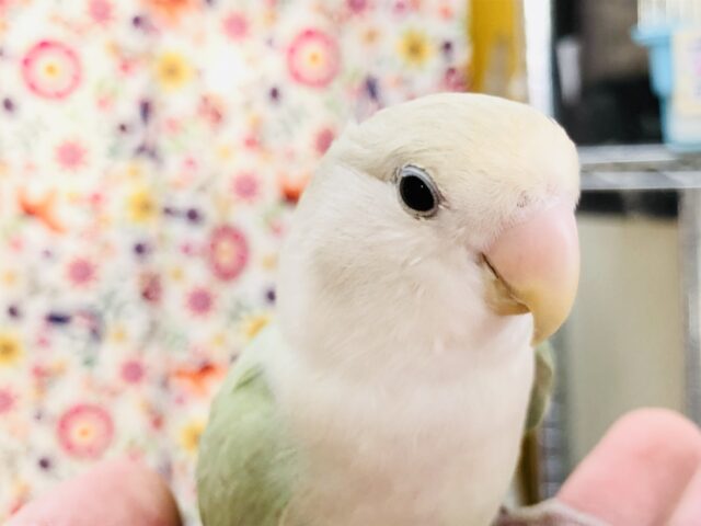 綺麗なアップルグリーン！！　コザクラインコ　アクアターコイズシナモンオパーリン再入舎です！　Ｒ５　７/１７撮影
