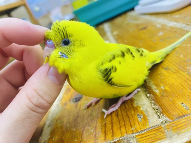 〜新松戸店⭐️キュート揺らめきセキセイ隊⭐️ヒヨコイエロー❣️〜さし餌2回❣️最新画像になりますよ❣️キュン🫰ぴよっこ〜ぴよぴよセキセイ🐤　セキセイインコ　ハルクイン