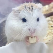 ✨最新画像あります✨素早いでぇ〜🐹💨ロボロフスキーハムスター（ブラウンパイド）男の子2022年12月生まれ