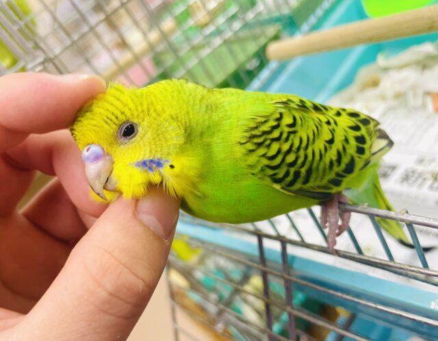 〜新松戸店⭐️キュート揺らめきセキセイ隊⭐️おぱグリーン❣️〜1人餌ほやほや❣️最新画像になりますよ⭐️今日もキリッと行くよ〜んっ❣️ セキセイインコ　オパーリン