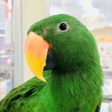 画像更新☆角刈りBOY参上！オオハナインコ ♂
