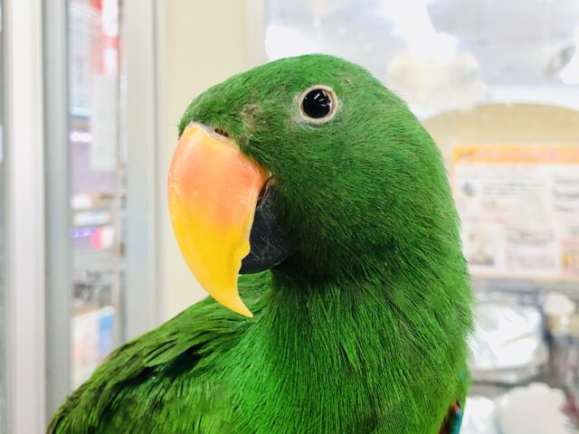 画像更新☆角刈りBOY参上！オオハナインコ ♂