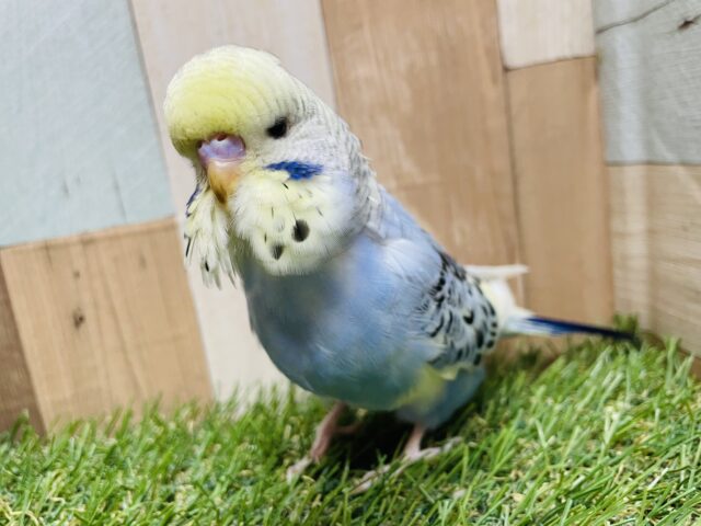 最新画像あります☆大きな頭にぼてっとした姿が愛おしい♡ジャンボセキセイインコ！！！