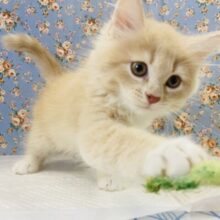 甘々甘えんぼ王子👑💛イチオシです⸜❤︎⸝サイベリアン(クリームタビー&ホワイト)男のコ♂