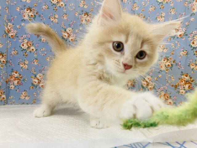 甘々甘えんぼ王子👑💛イチオシです⸜❤︎⸝サイベリアン(クリームタビー&ホワイト)男のコ♂