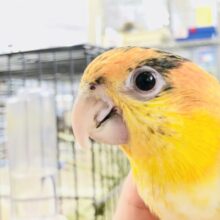 ども！シロハラインコといいます～　R５　８／２３撮影