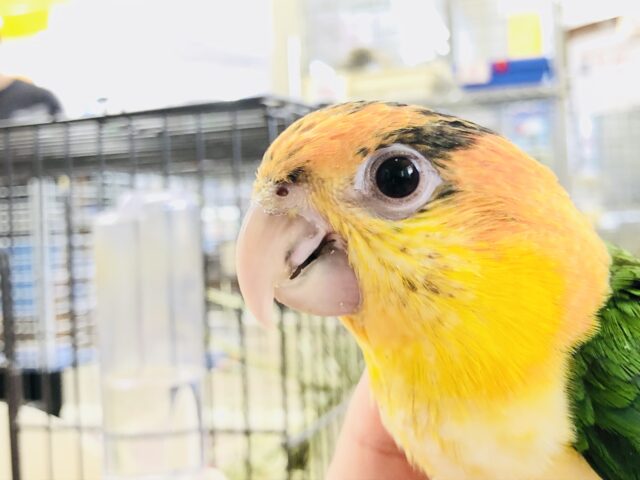 ども！シロハラインコといいます～　R５　８／２３撮影