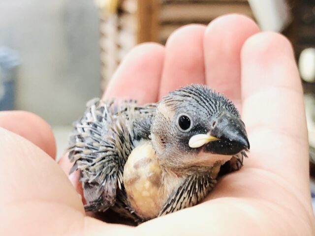 少し早めに帰ってきました！　桜文鳥　Ｒ５　８／３１撮影