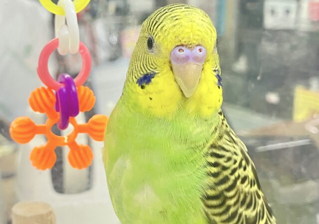 ✨️最新画像あります✨️手乗りちゃん！セキセイインコ(ノーマルグリーン)2023年6月生まれ