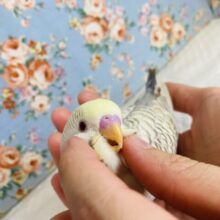 初入舎です❢❢レアカラーのベタ慣れさん❤︎手乗りセキセイインコ(ファロー)🪶✨
