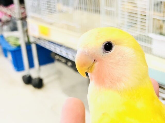 ゴールデンカラーがお引越ししてきました　コザクラインコ　R５　８／１２撮影