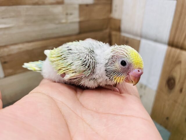 明るいグリーンの可愛いコ！！セキセイインコのパステルカラーレインボー！