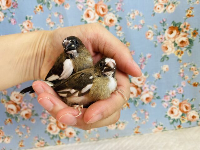 最新画像🌟とっても小さなかわいい十姉妹さんです❤︎