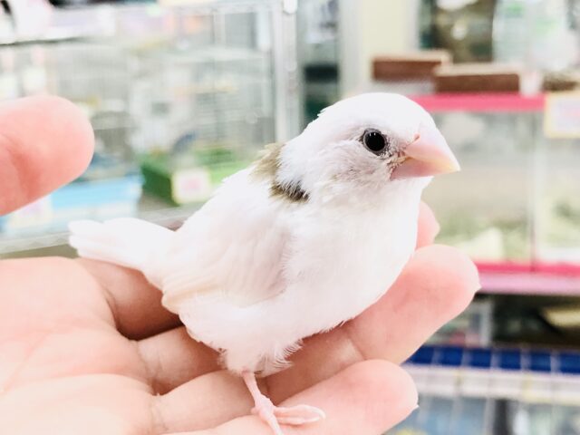 ベタ馴れにトライ！　十姉妹　Ｒ５　８／１撮影