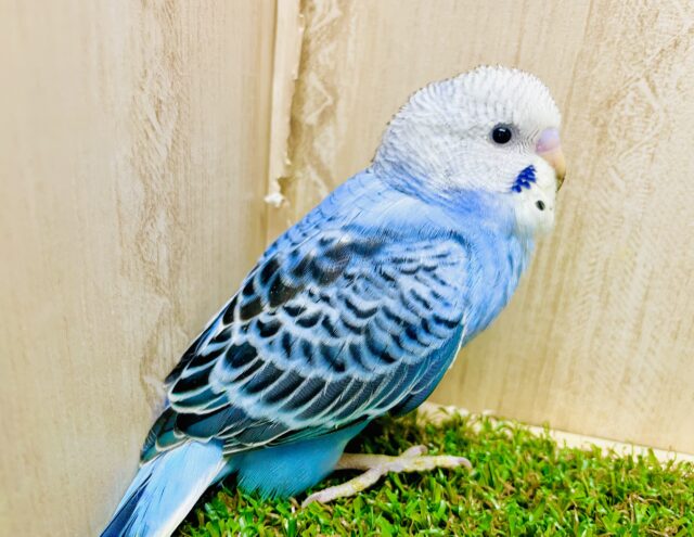 最新画像になりますよ⭐️一目惚れ大歓迎🫶ハートを容赦なく撃ち抜くぞ！セキセイインコ　オパーリン