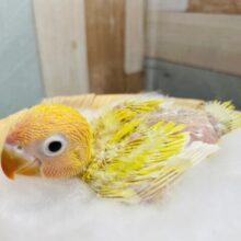 明るさ全開のキラキラボタンちゃん✨ヤマブキボタンインコのイエロー！