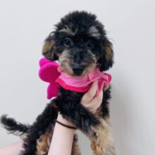 最新プーちゃん⭐︎僕の立派な眉毛をご覧あれ★トイプードルくん！