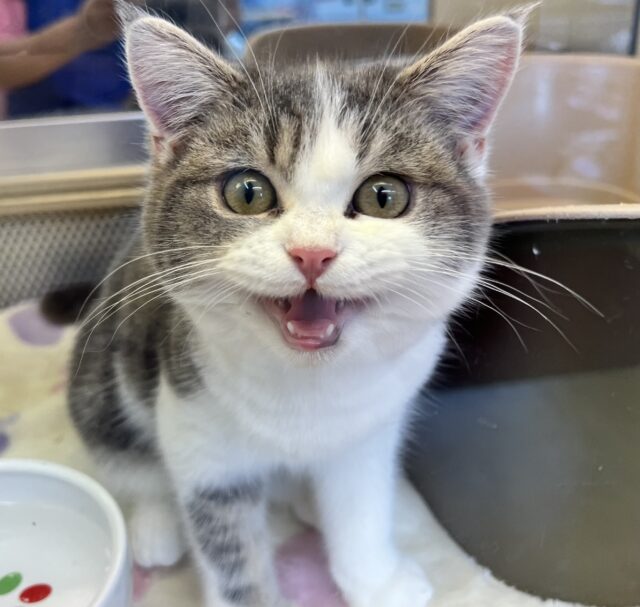 おてんばガールなマンチカンが来てくれました♪